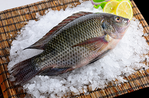 Whole-Round-Tilapia.jpg